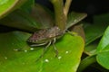 Brown marmorated stink bug (Halyomorpha halys)